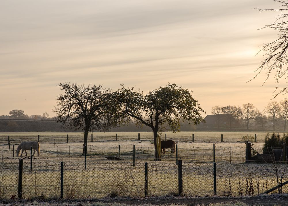 Golden Morning von Lucky Adventure 