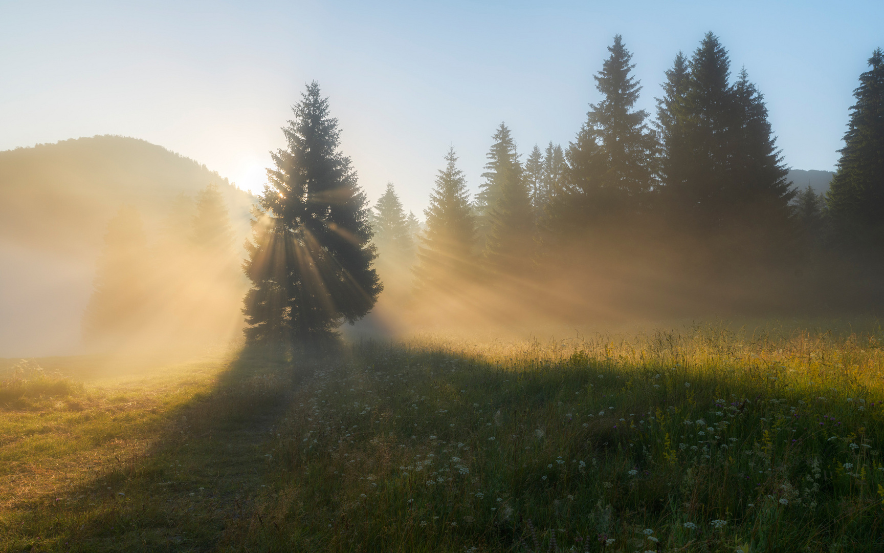 Golden morning