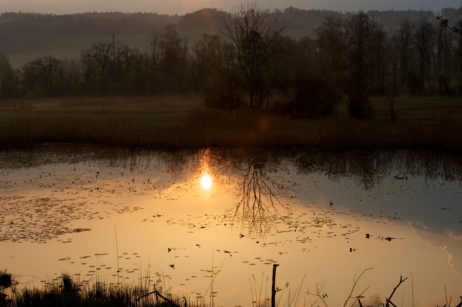 Golden Morning