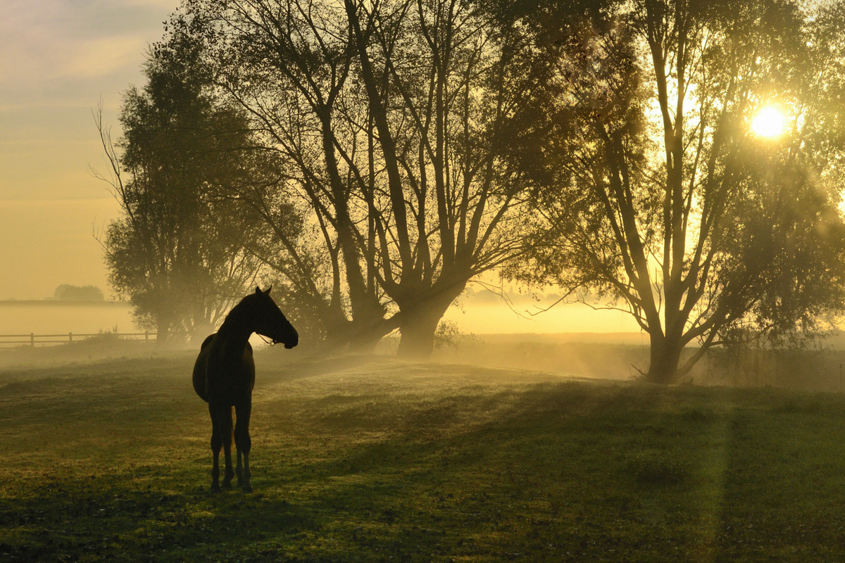 Golden morning.