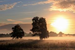 Golden Morning