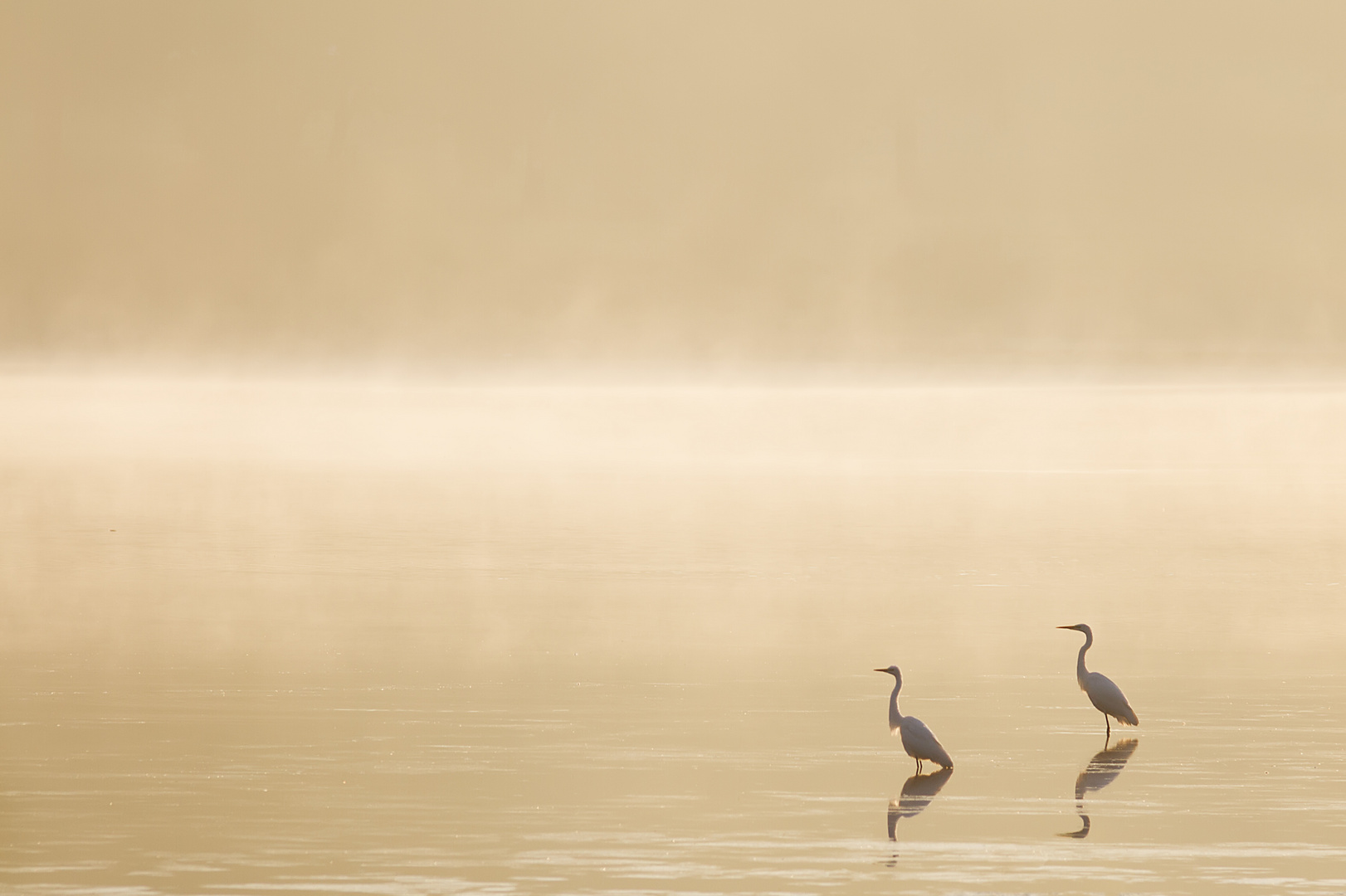 Golden Morning Mist