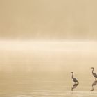 Golden Morning Mist