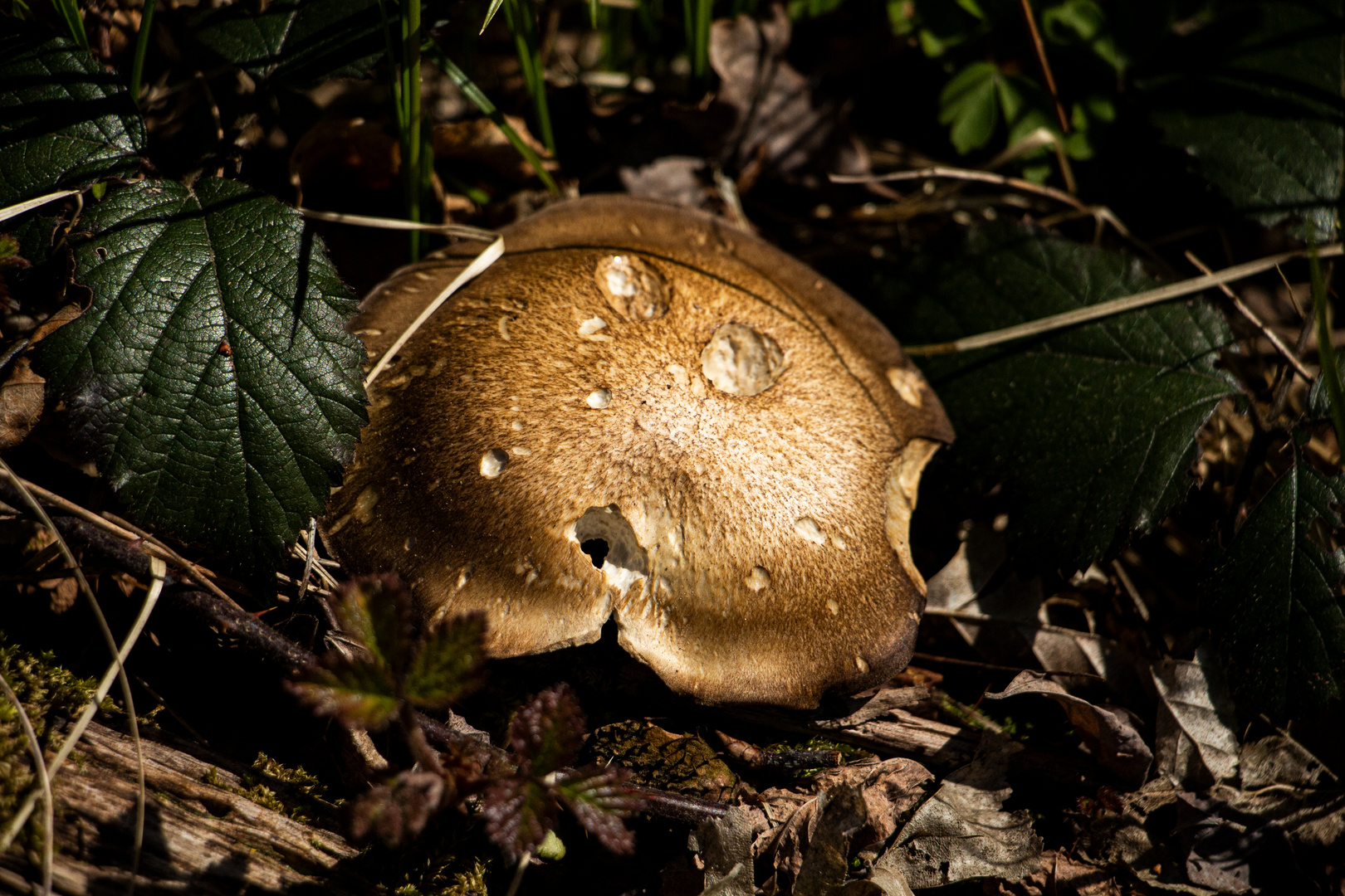 golden mushroom