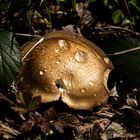 golden mushroom