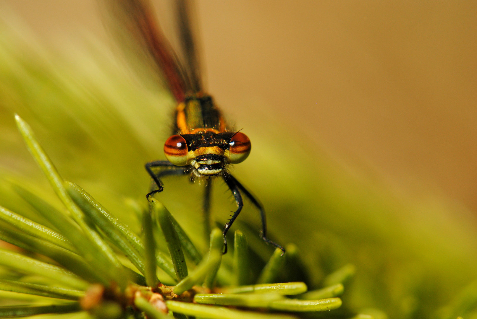 ~ Golden Needle Picker ~ (Pyrrhosoma nymphula)