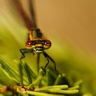 ~ Golden Needle Picker ~ (Pyrrhosoma nymphula)