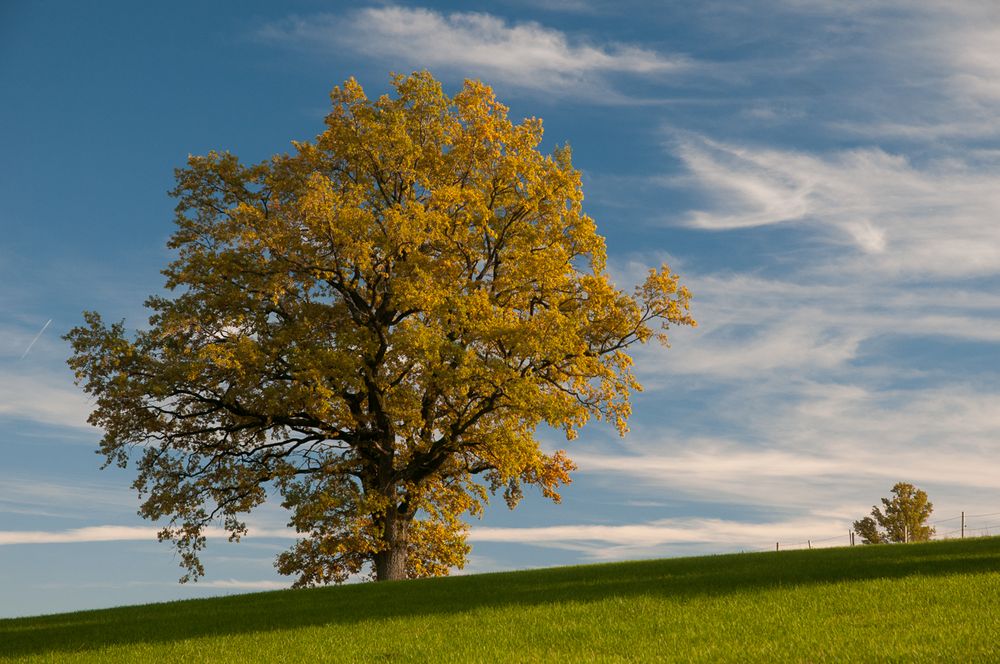 Golden Oak-tober