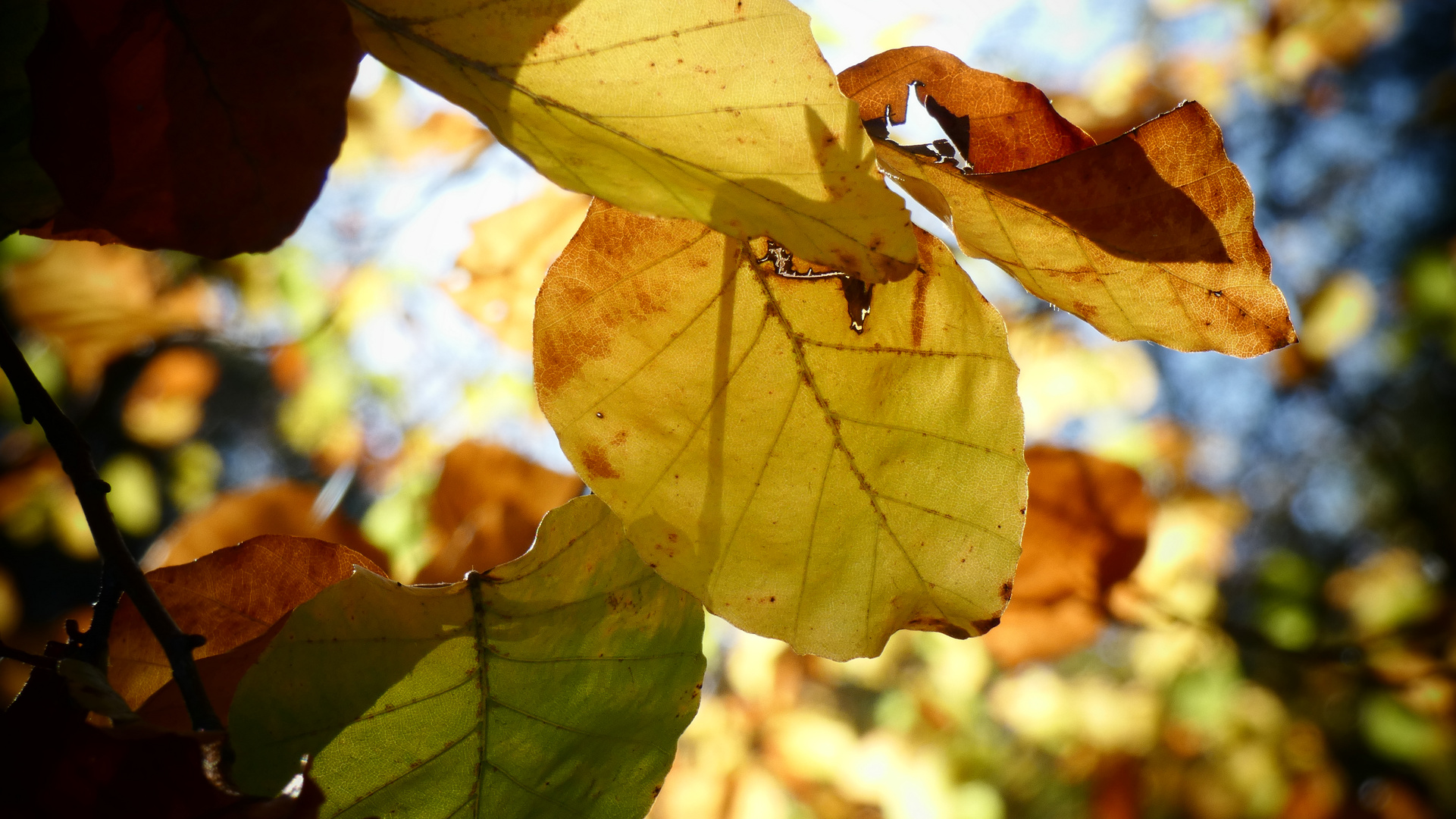 Golden October 