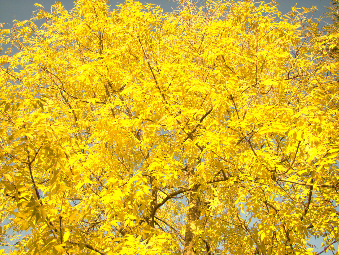 Golden October in the municipality county Hoya.