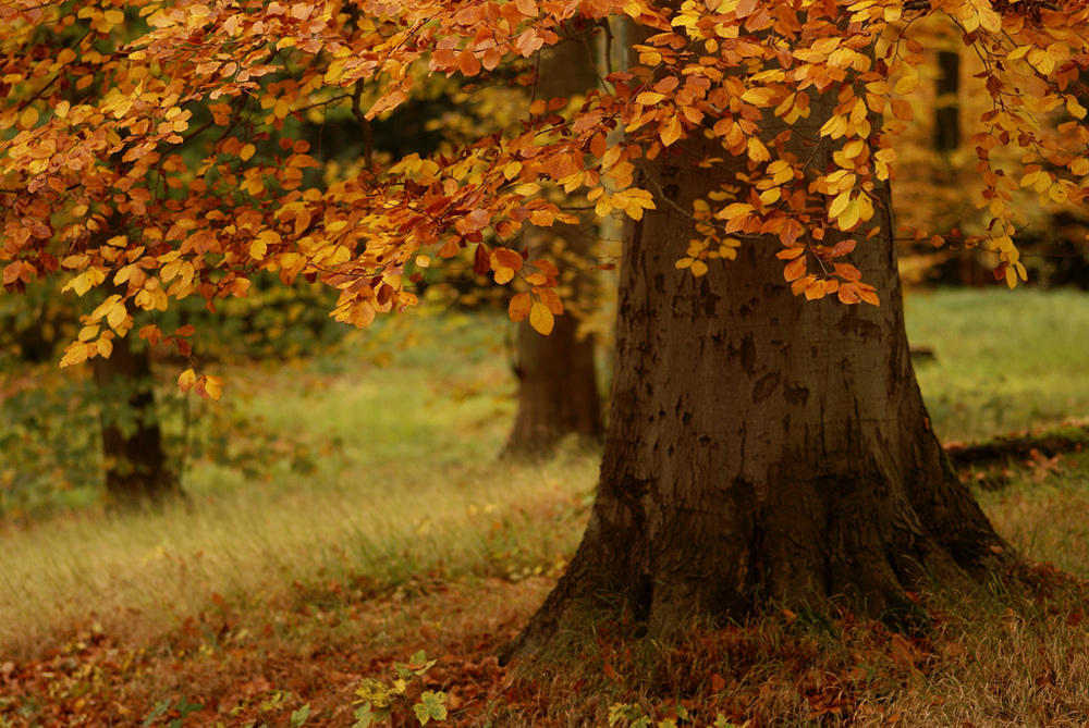 Golden Oktober von Der Schotte