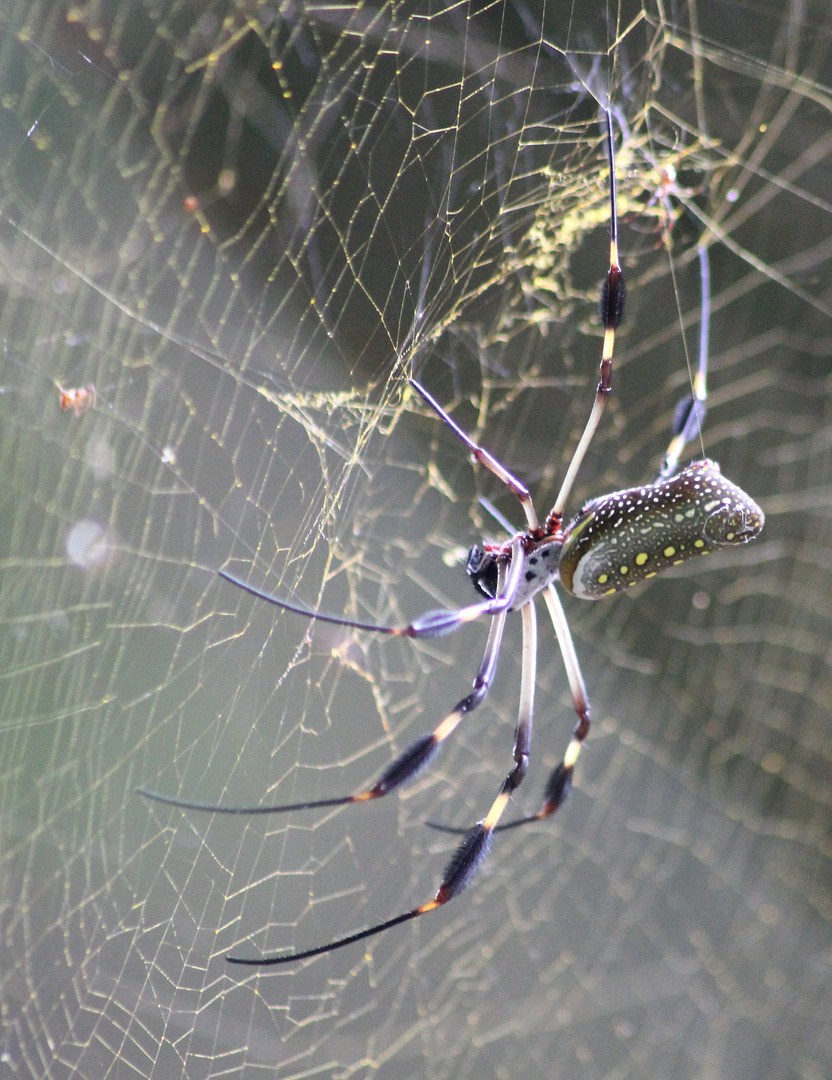 golden orb