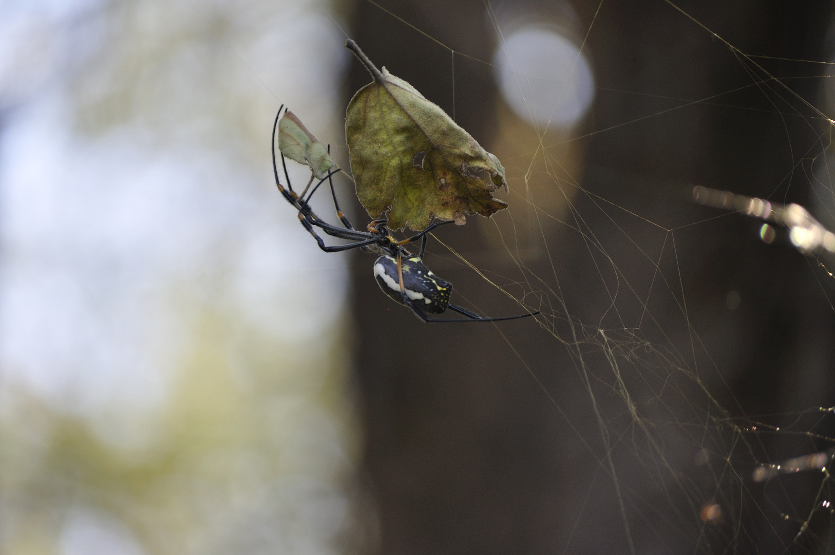 Golden Orb