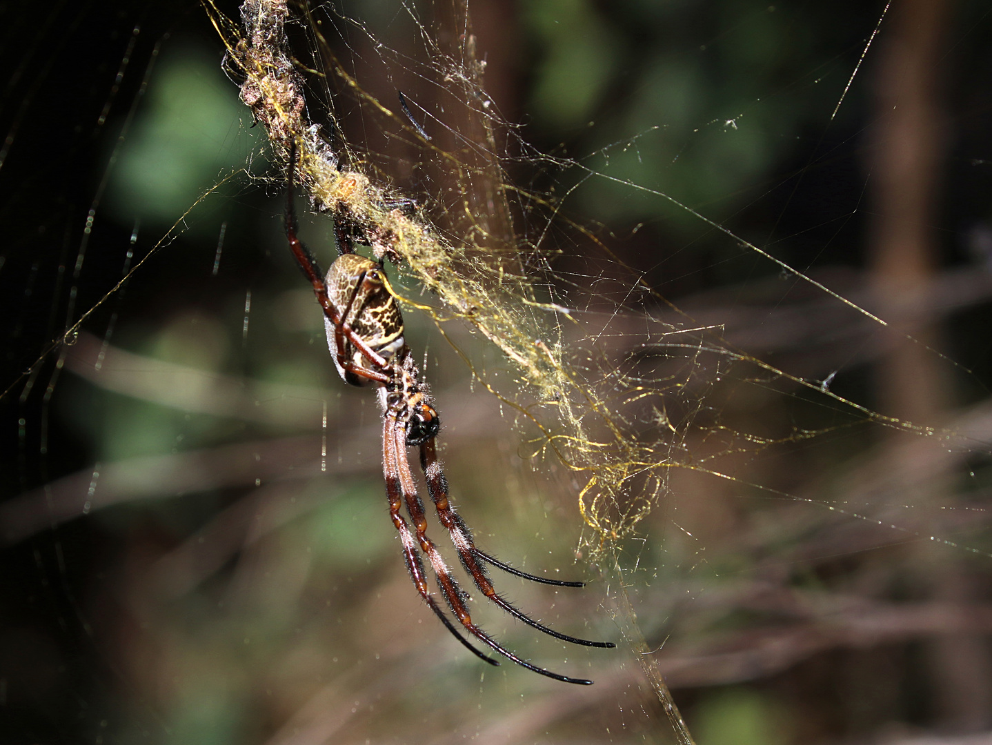 Golden Orb