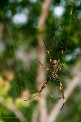 Golden Orb (Seidenspinne)