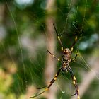 Golden Orb (Seidenspinne)