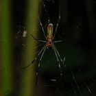 Golden orb spider