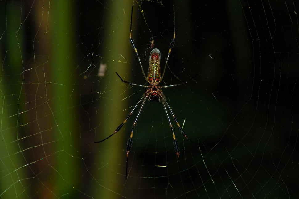 Golden orb spider