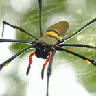 Golden Orb Spider