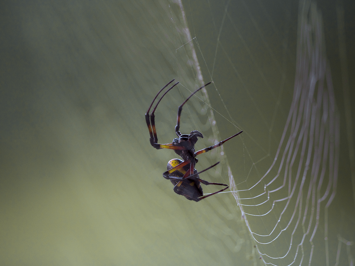 Golden Orb Spider