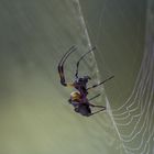 Golden Orb Spider