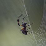 Golden Orb Spider