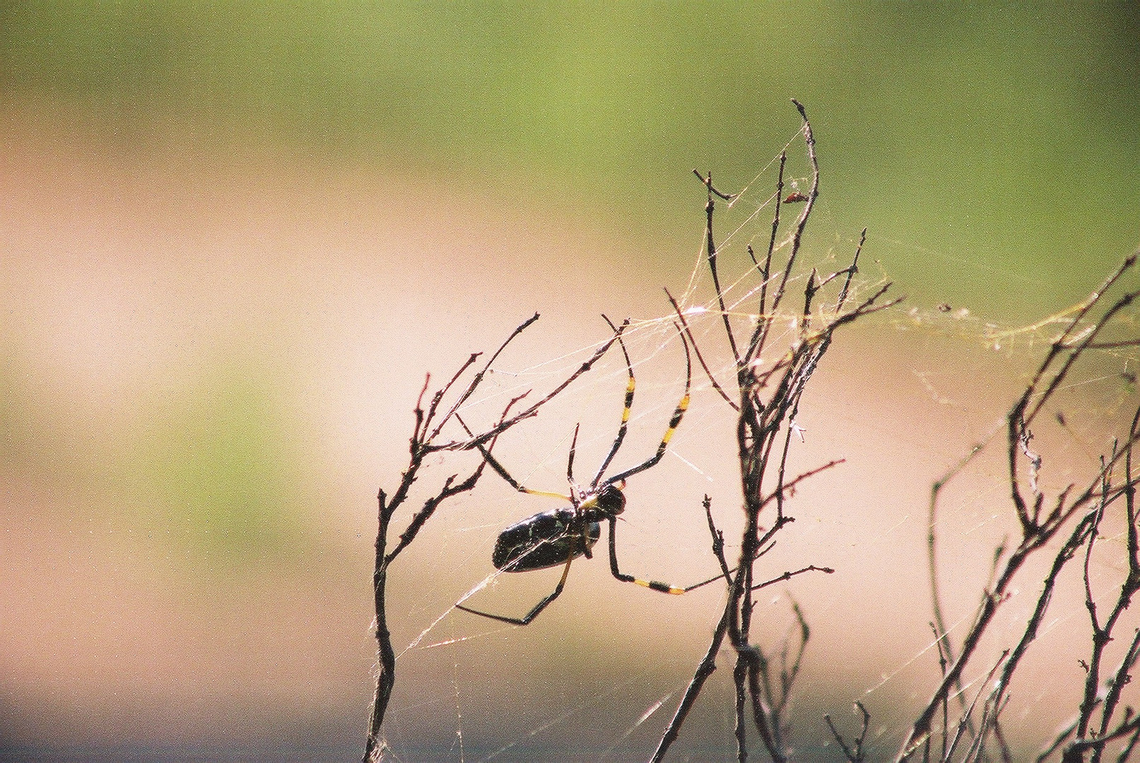 Golden Orb Spider