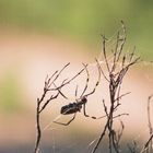 Golden Orb Spider