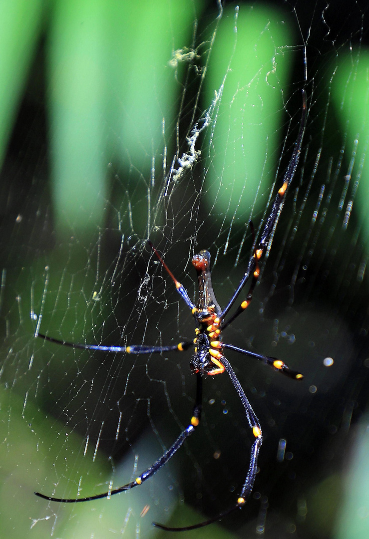 golden orb spider