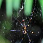 golden orb spider