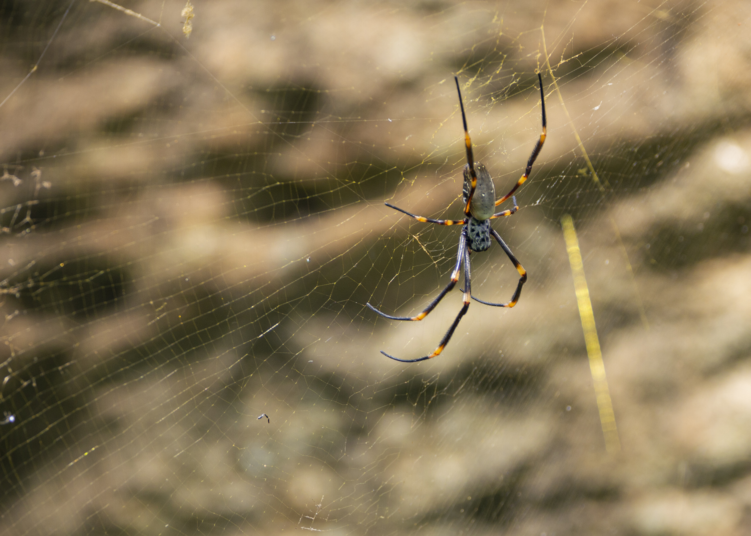 Golden Orb Spider