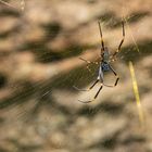 Golden Orb Spider