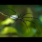 golden orb spider