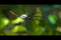 golden orb spider