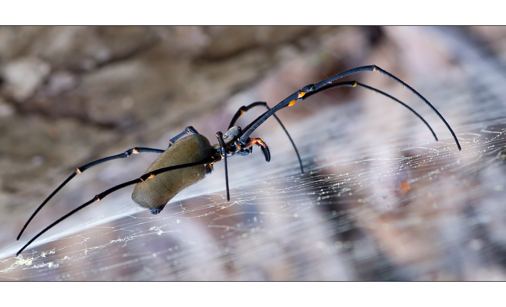 golden orb spider