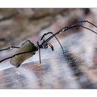 golden orb spider