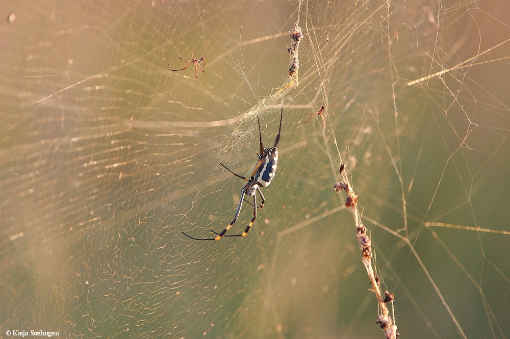 Golden Orb Spider