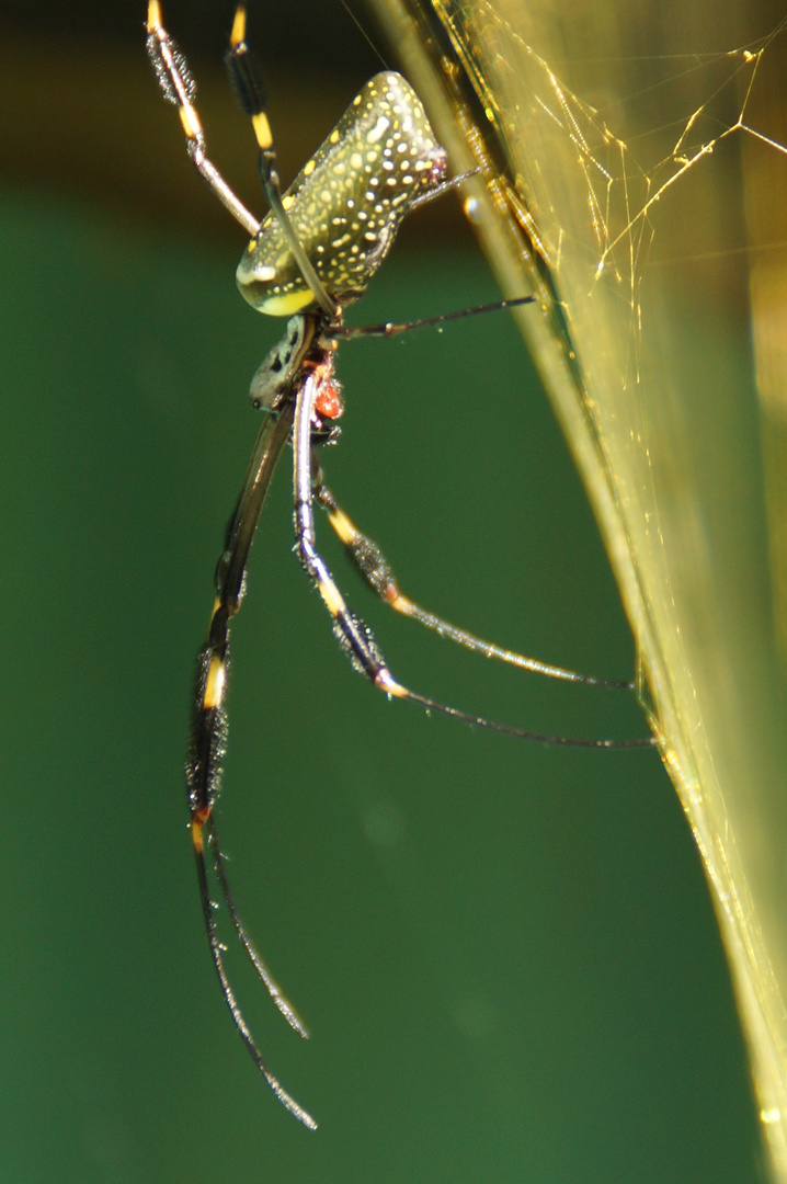 Golden Orb Spyder - Costa Rica