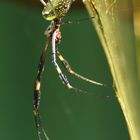 Golden Orb Spyder - Costa Rica