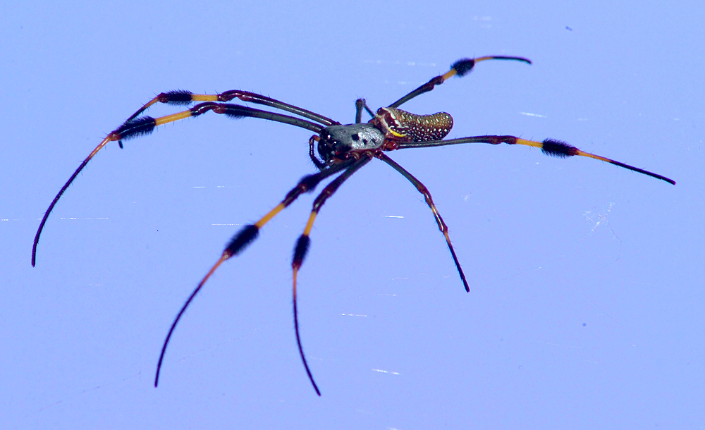 Golden Orb Weaver