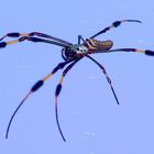 Golden Orb Weaver