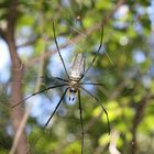 golden orb weaver