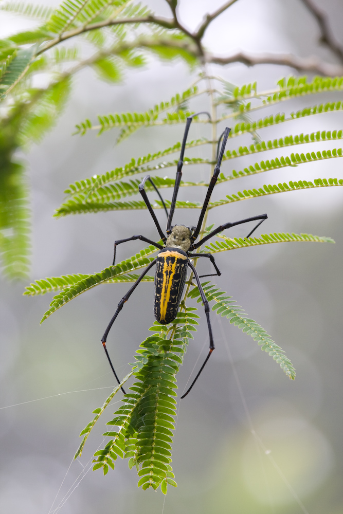 Golden Orb Weaving Spider