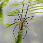 Golden Orb Weaving Spider