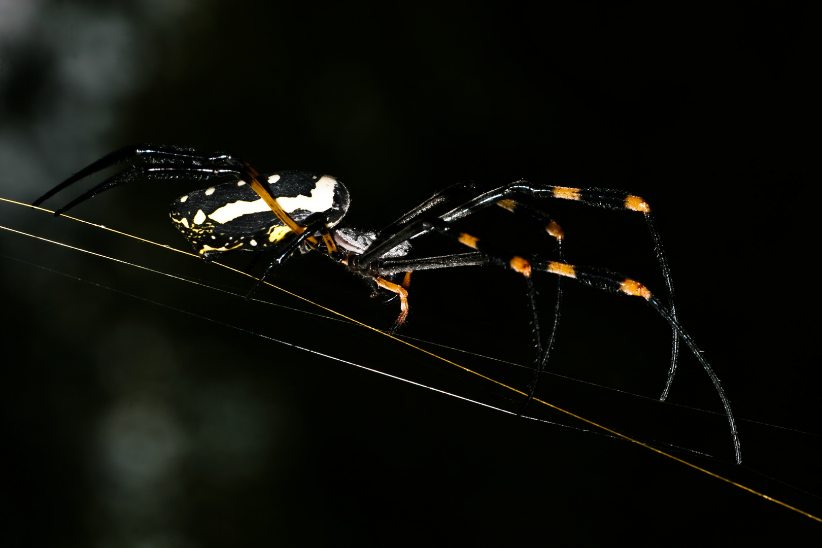 Golden Orb Web Spider