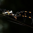 Golden Orb Web Spider