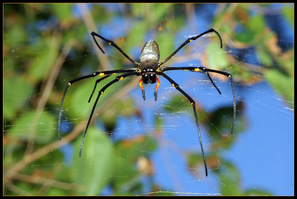 Golden Orb Web Spider, Nephila spp