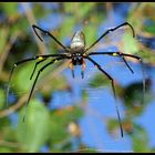 Golden Orb Web Spider, Nephila spp