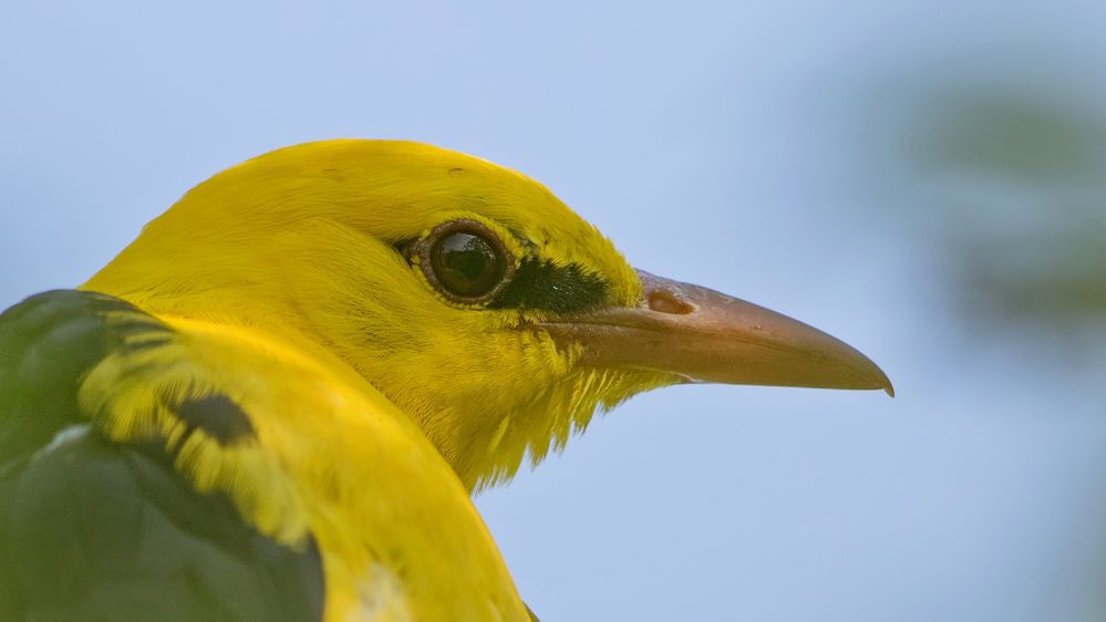 golden oriol portrait