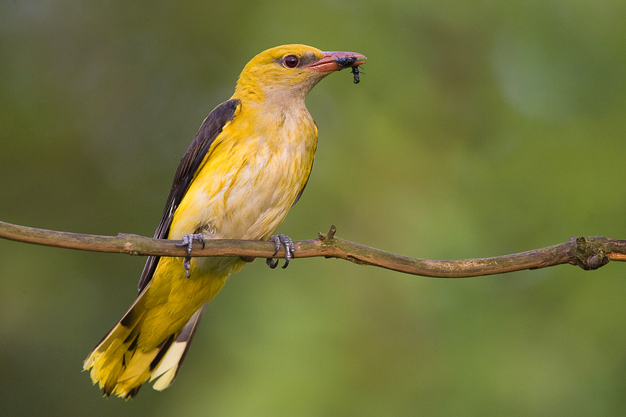 Golden oriole